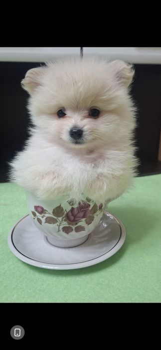 Очаровательные пушистики