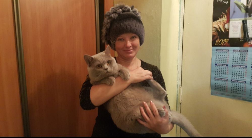 Британец для вязки за 1 котенка.