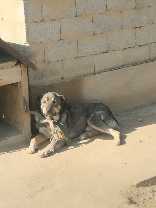 Отдам хорошие Руки,бесплатно,тегін