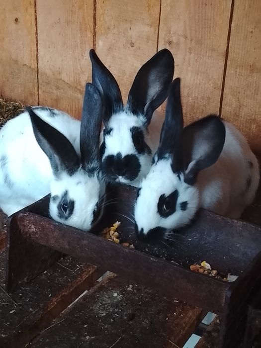 Vând iepuri fluture german