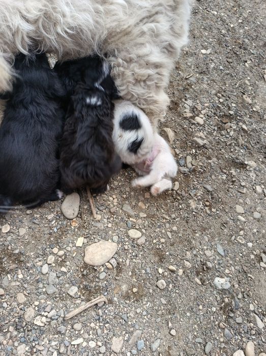 Donez cățelusi spre adopție