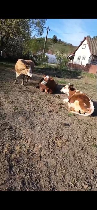 Vaci si juninci fatate si gestante
