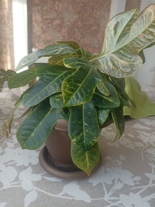 Комнатный цветок кротон