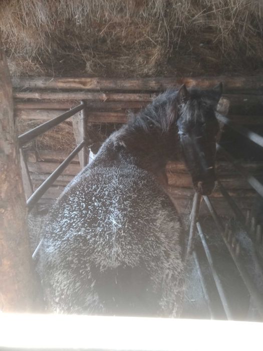 Продам тай с откорма