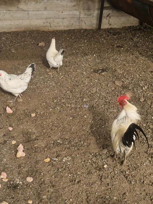 Карликовые  бетнамки