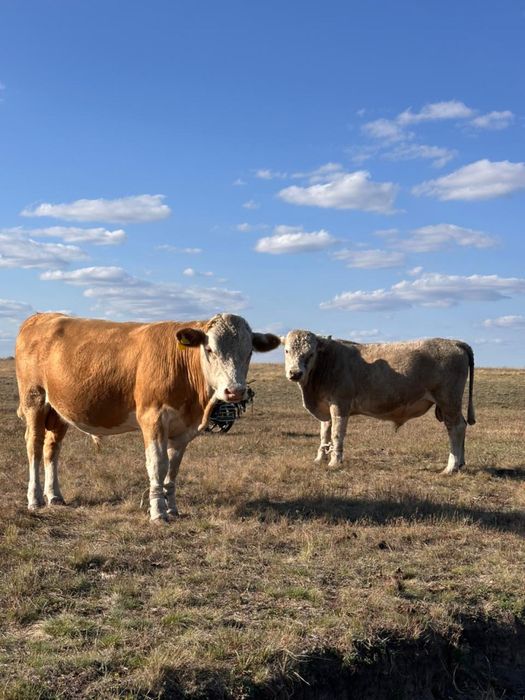 Продается бычкииии