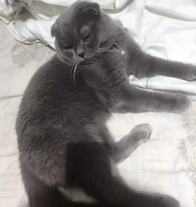 Вияскага кони тоза британский