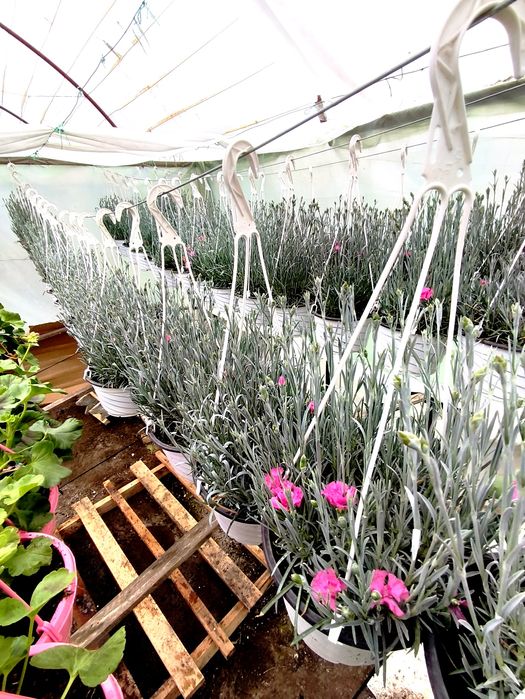 Garofițe responsabile pentru Dumneavoastră!