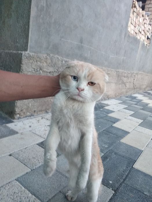 Mushuk sotiladi zotli