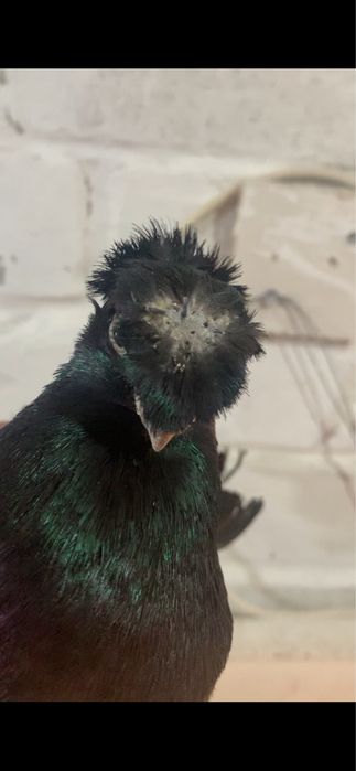 Голуби вольерные