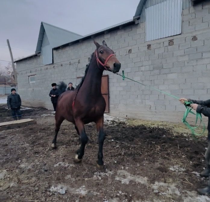 Продам элитную кобылу