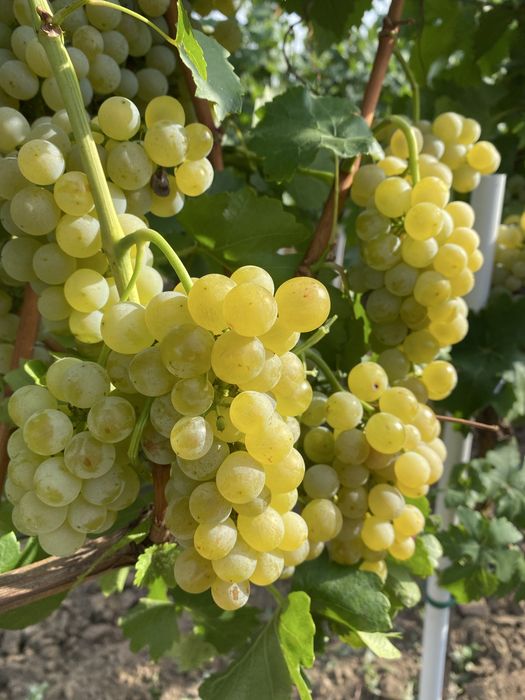 Struguri de vin si de masa