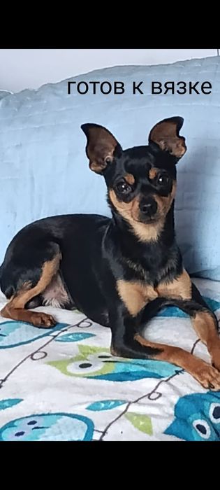 Животные собака той терьер