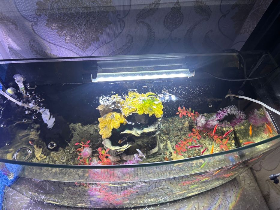 Продам аквариум с рыбками в хорошем состоянии