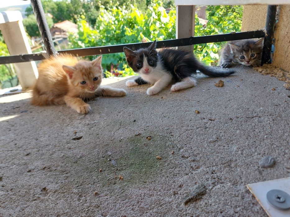 Подаряваме  котенца