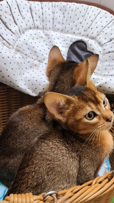 АБИССИНСКИЕ.. !! ЧУДО котята !