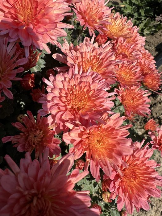 Цветы Хризантема мультифлора