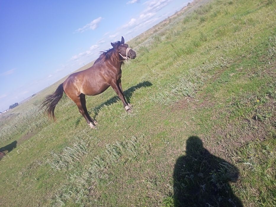 Продам кабылка 5 летка и 4 лет .
