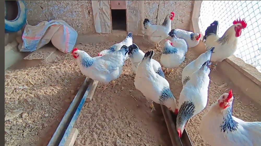 Адлер Серебристая сатылады