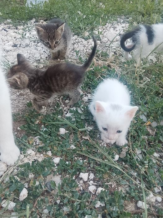 Отдам котят бесплатно