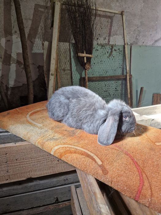 Mascul berbec german