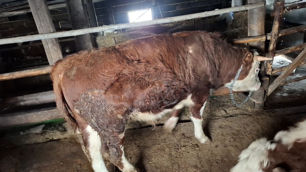 Бычек малдануга 800