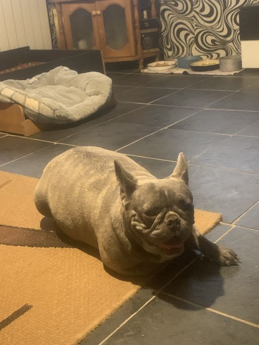 Френски булдог бебе