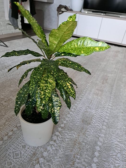 Продам комнатный цветок кротон