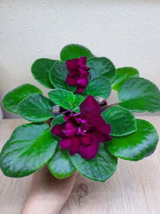 Продаётся сортовая фиалка Бой быков