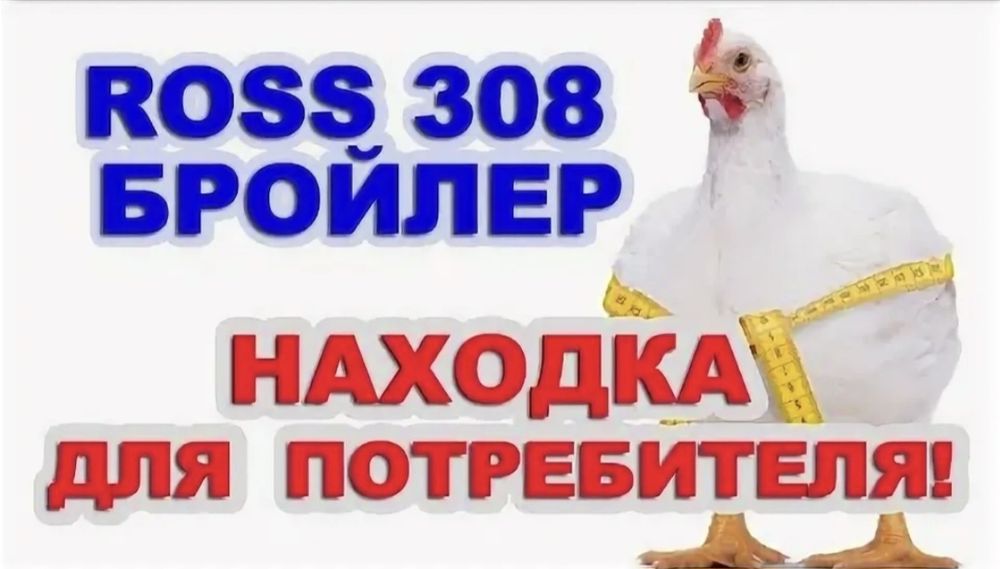 Инкубационные яйца  Бройлер