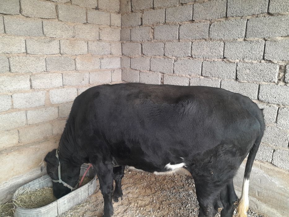 Сиыр 3 жасар семіз