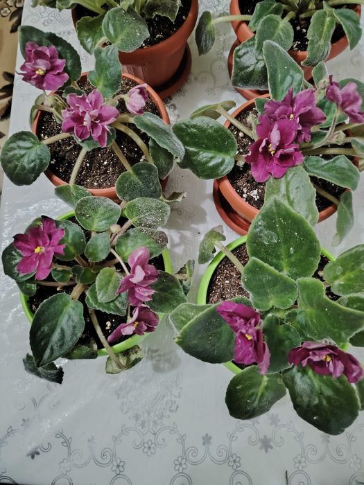 Комнатные растения