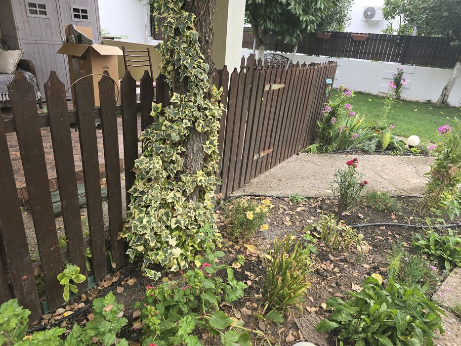 Vând gardut de 1 metru inaltime