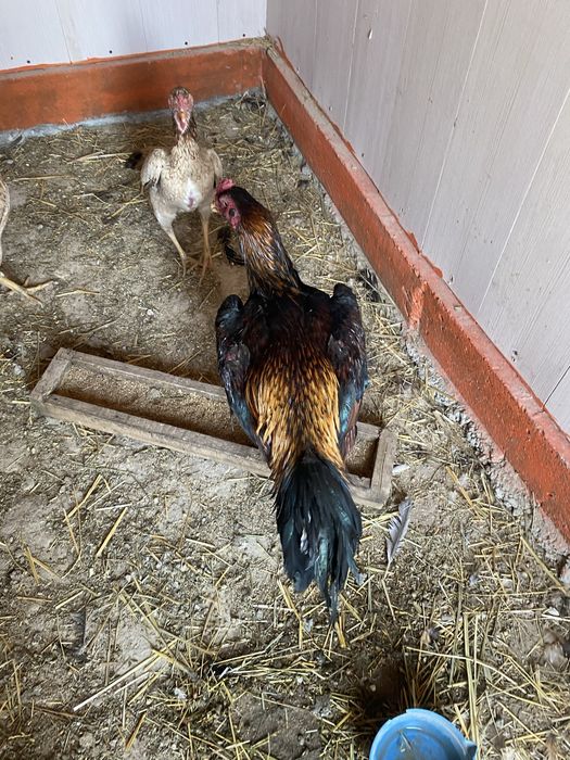 Продается бойцовый петух