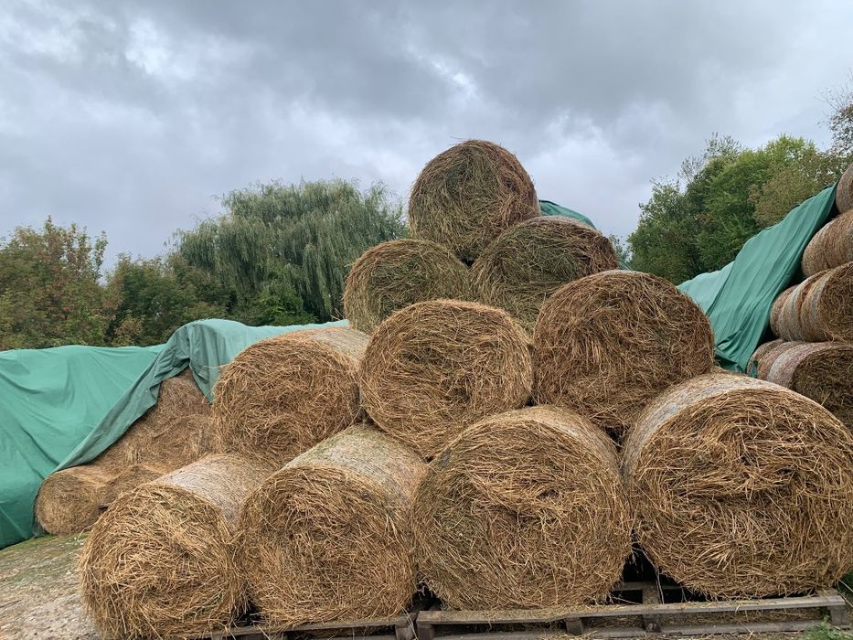 Livram baloti fan sau Lucerna La TIR  Rotunzi 1,2 m x 1,2 m min 40 Dreptunghiulari min.500 Transport inclus