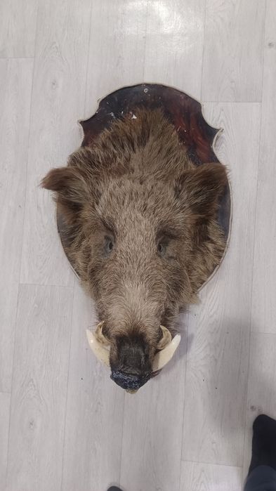 Кабан дикий крупный