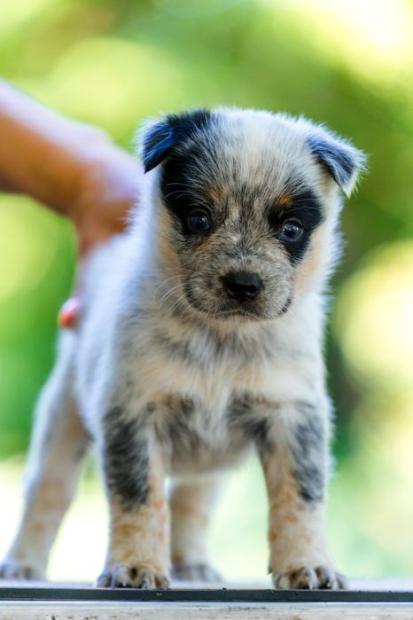 Australian Cattle Dog mascul