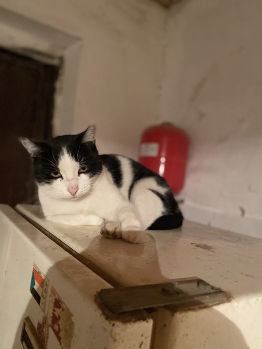 Кошка черно белая мысык