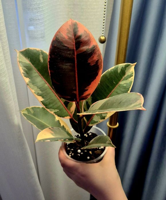 Фикус альбомаргината , блек даймонт