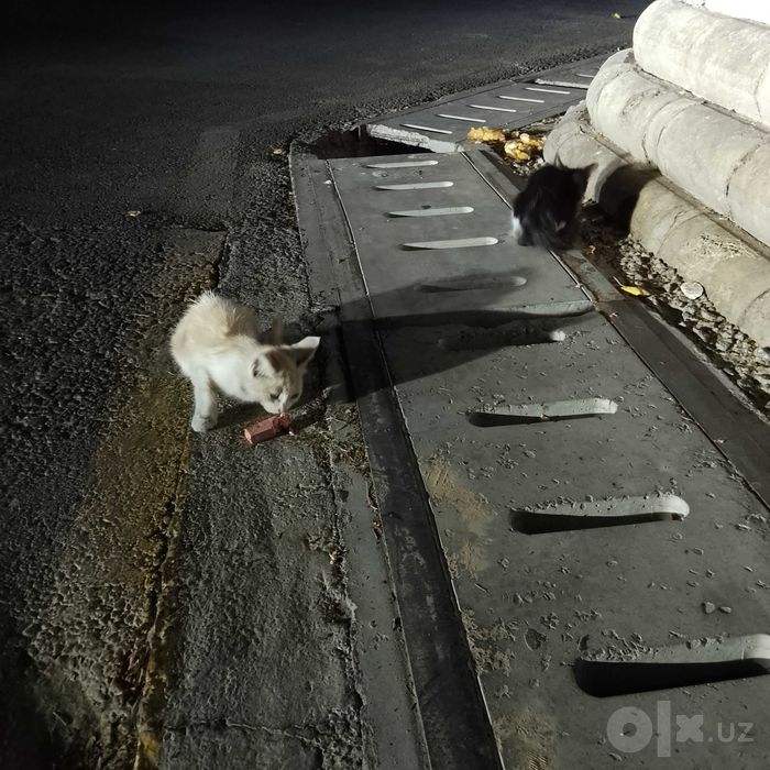 Продаются даром котята