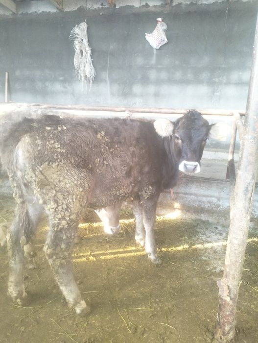 Урқашы тайынша сатылады 4 бас