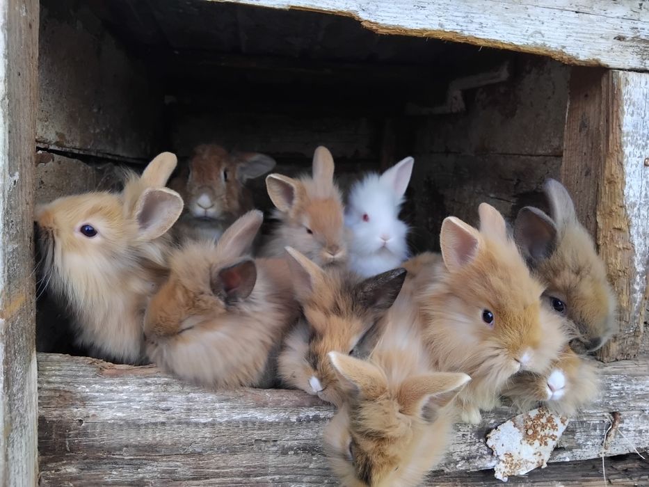 Vând iepuri cap de leu