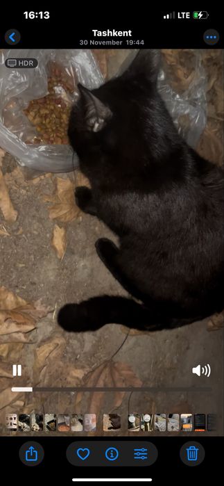 Yoqimtoy aqlli mushukcha hadyaga beriladi