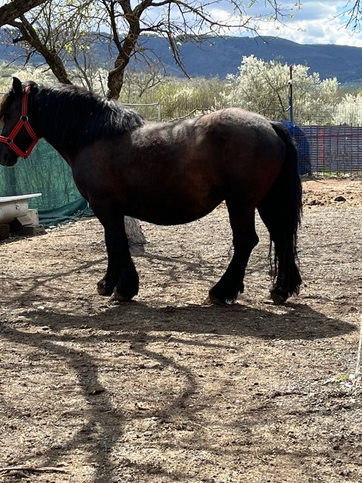 Iapă semigrea românească