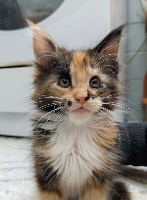 Котята Мейн кунов