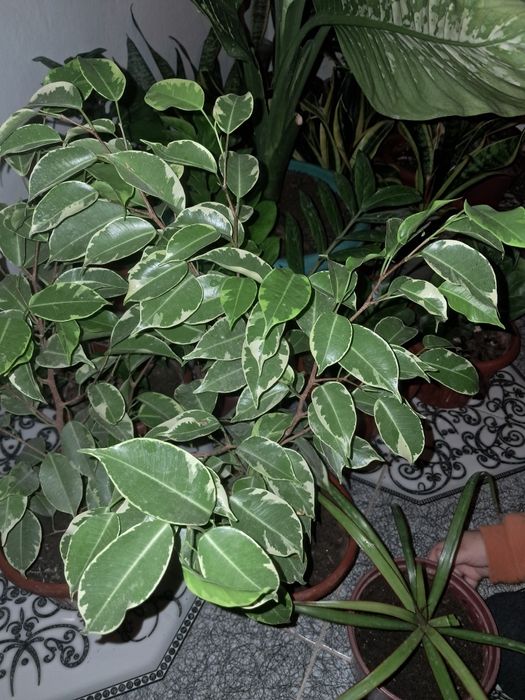 Замиокулькасы Долларовое