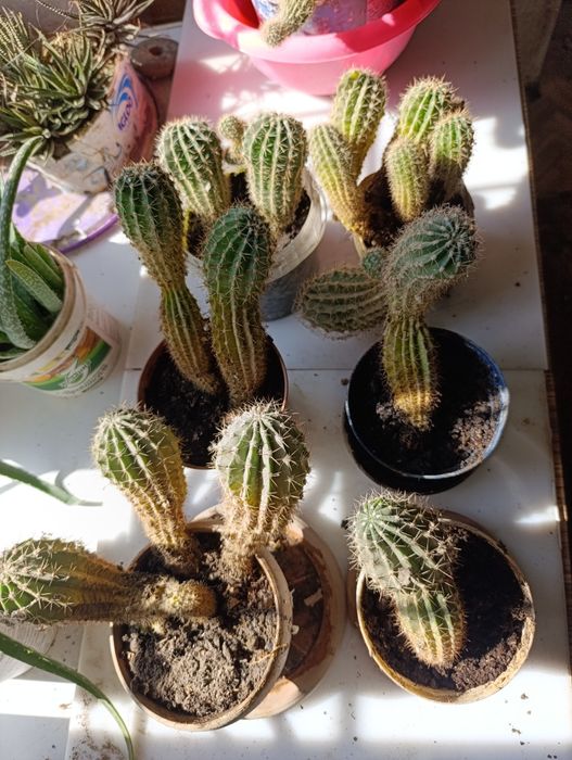 Алоэ вера, цветущие кактусы