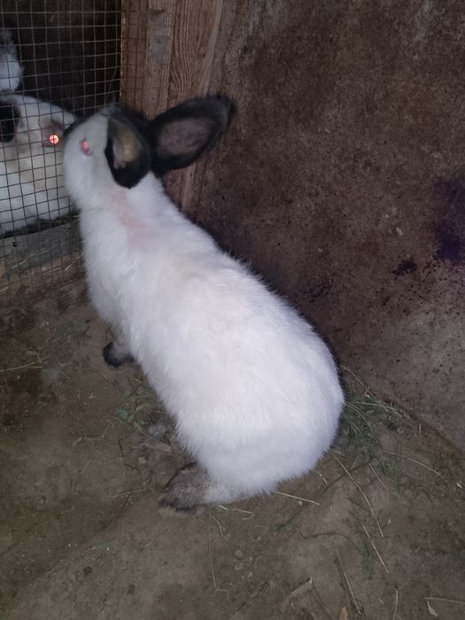 Калифорнийа куйонлар сотилади kaliforniya zotli quyon sotiladi