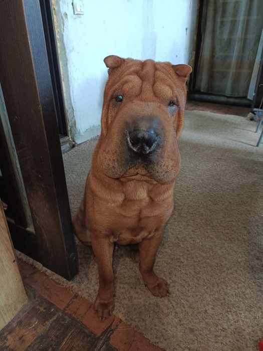 Шарпей вязка. Кобель.