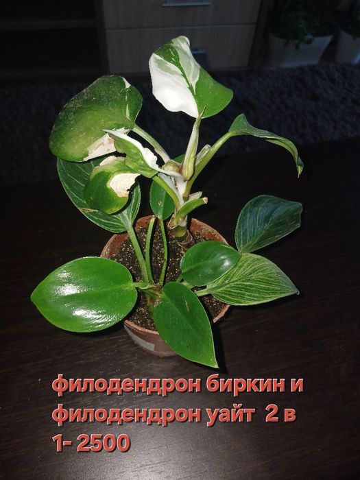 Комнатные цветы, в наличи